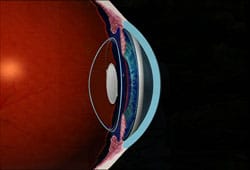 1765546507_capsular-bag-of-the-eye